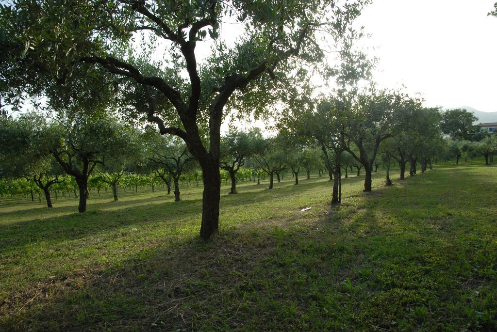 Tenuta Torellone San Potito Sannitico المظهر الخارجي الصورة